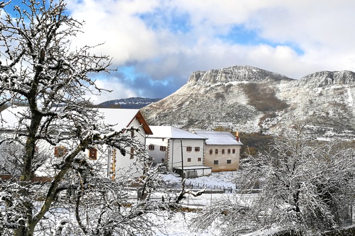 a tree covered in snow