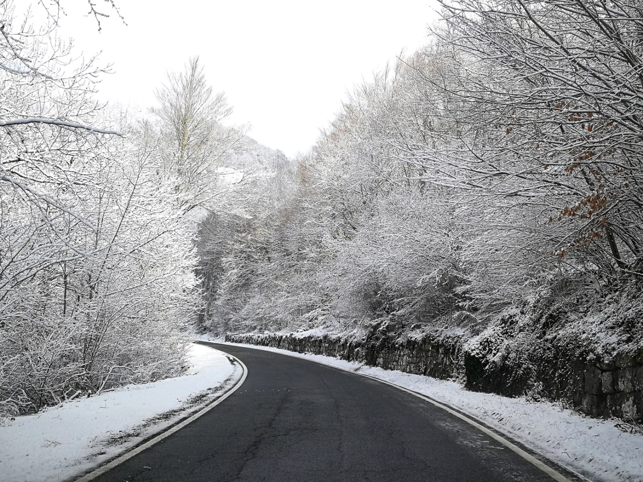 a tree with snow on the side of a road