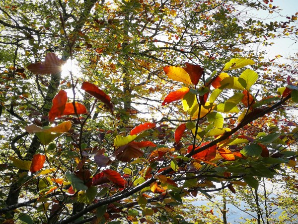 a parrot sitting on a tree branch