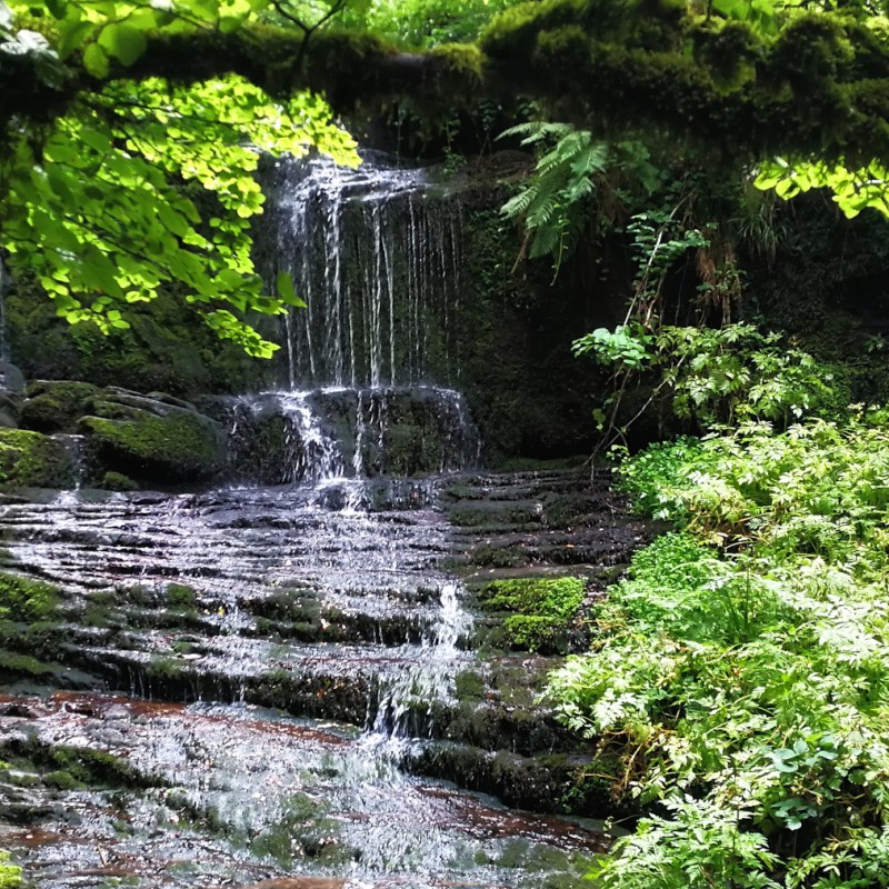 a waterfall in a forest