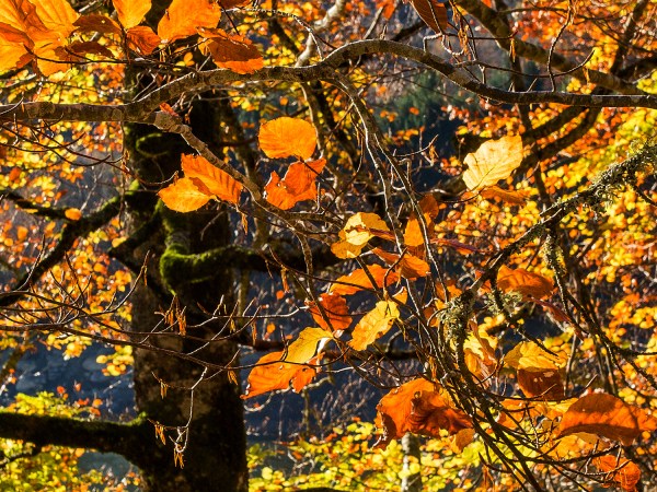 a yellow flower in a tree