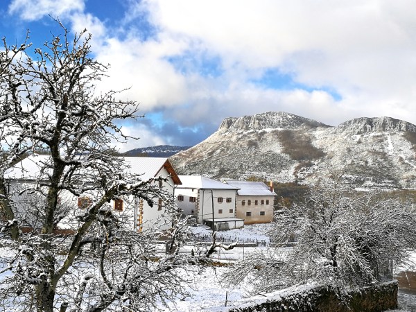 a tree with snow on the ground