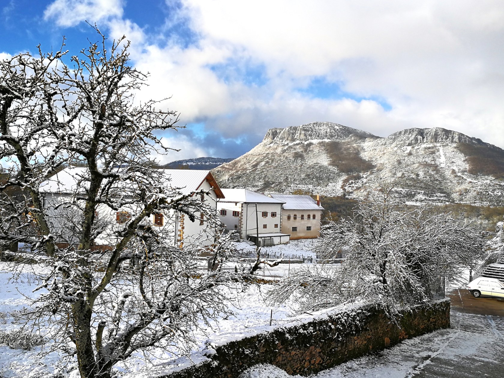 a tree covered in snow