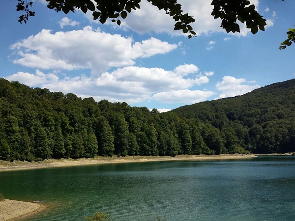 a body of water surrounded by trees