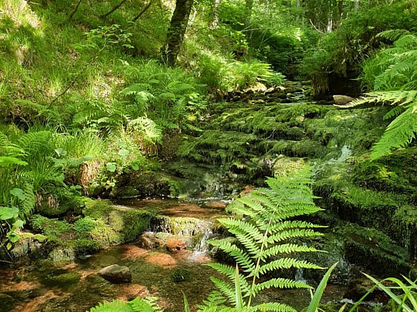 a green plant in a forest