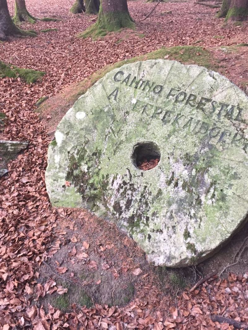 Marca del camino en el hayedo milenario
