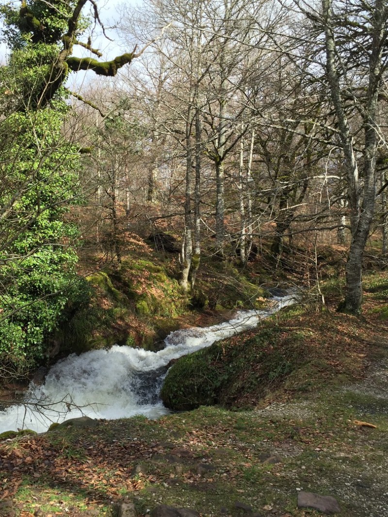Milenarios hayedos junto al centro de retiros de yoga y meditación pirineos