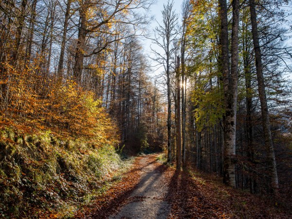 Retiro de Yoga y Meditación Pirineo-Caminar consciente