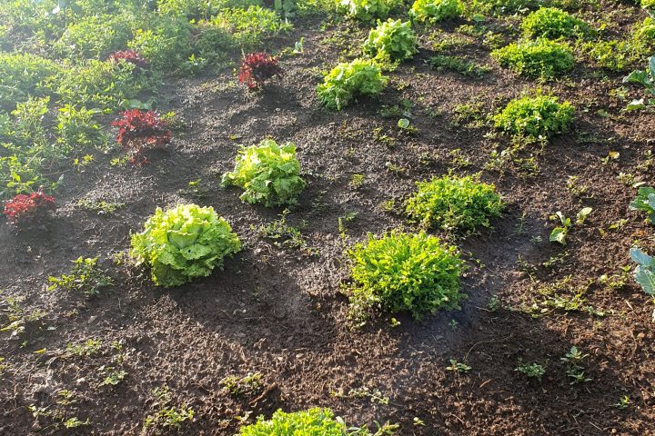 a close up of a garden