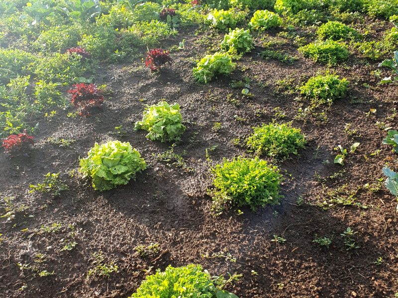 a close up of a garden