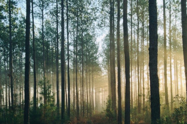 Bosque para retiros espirituales