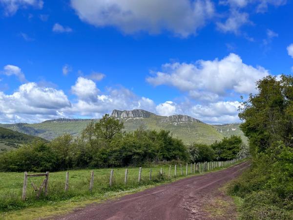 a close up of a lush green field