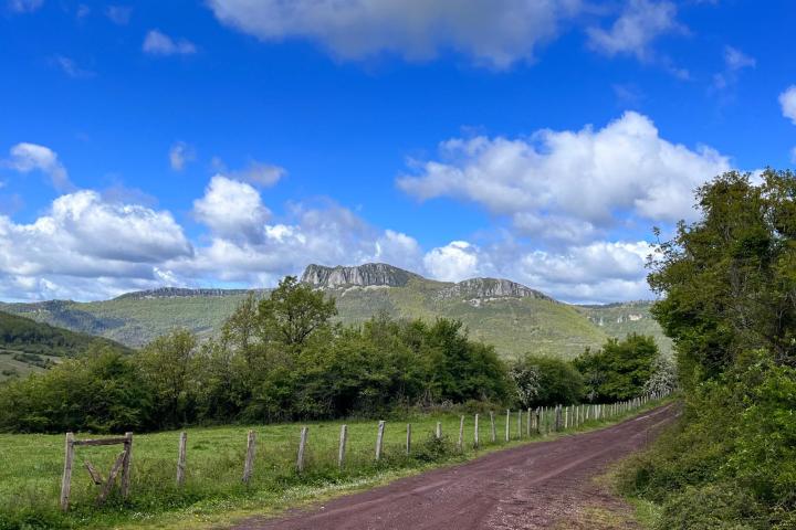 a close up of a lush green field