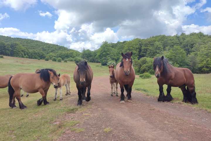 a herd of cattle standing on top of a horse