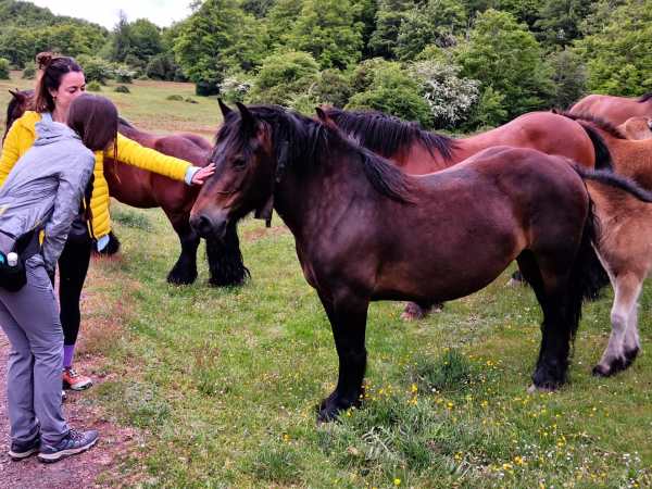 a couple of people that are standing in the grass next to a horse