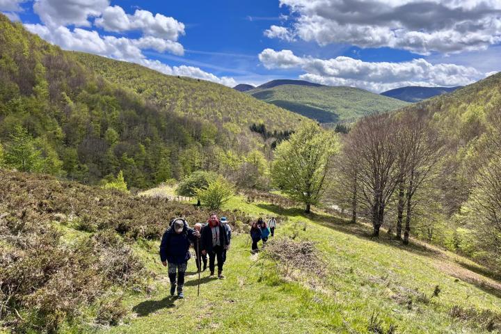 a herd of cattle standing on top of a lush green hillside