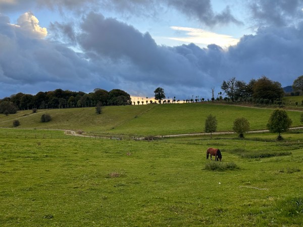 a herd of cattle grazing on a lush green field