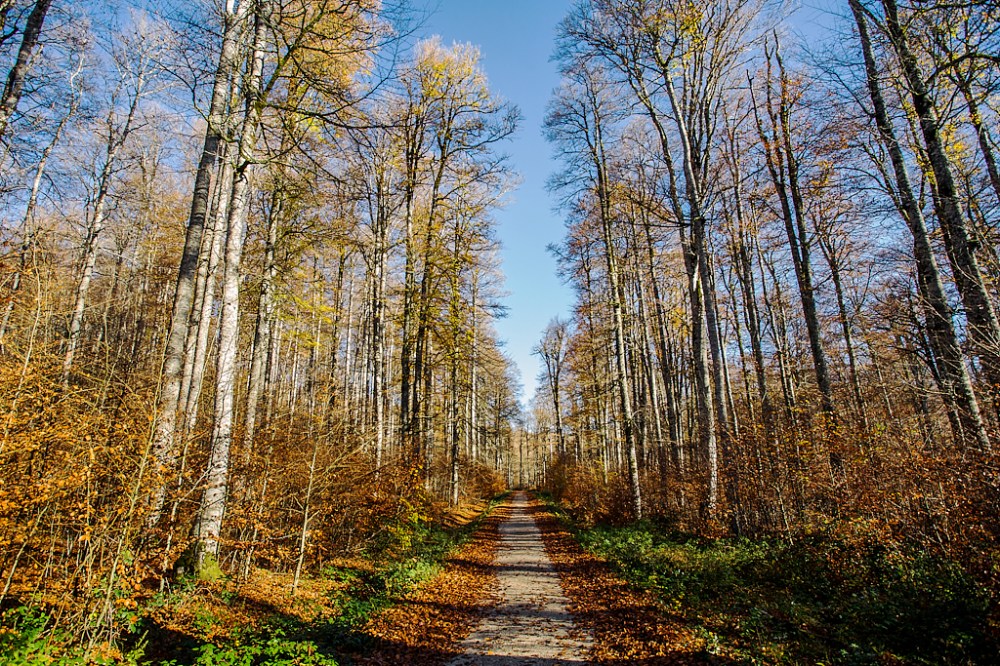 a tree in a forest