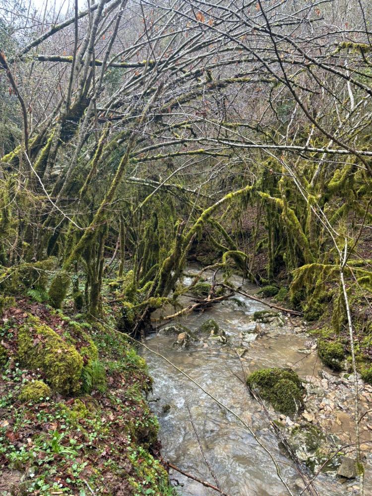 Río atravesando un bosque tranquilo, ideal para retiros espirituales