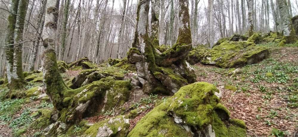 Bosque tranquilo al amanecer ideal para sanar emocionalmente