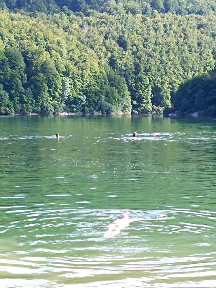 a body of water surrounded by trees