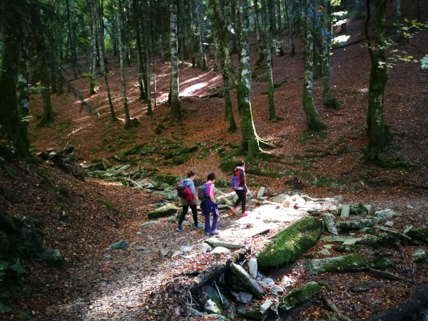 a group of people walking down a dirt path in a forest