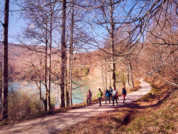a group of people walking on a path in the forest