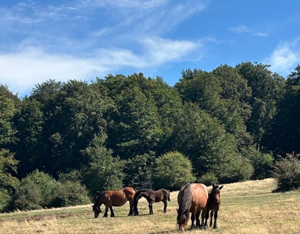 Caballos pastando en los prados de la Selva de Irati, entorno natural de los retiros de yoga en el Pirineo Navarro.