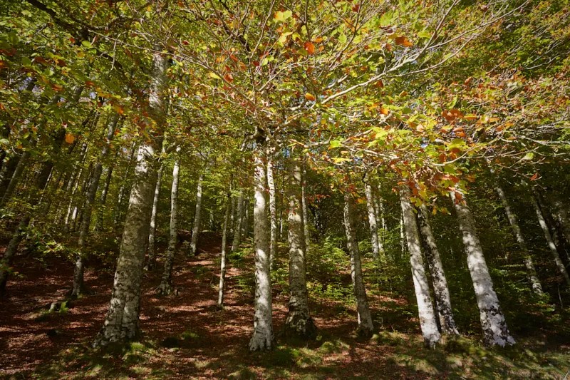 Bosque de la Selva de Irati en otoño con tonos dorados y rojizos