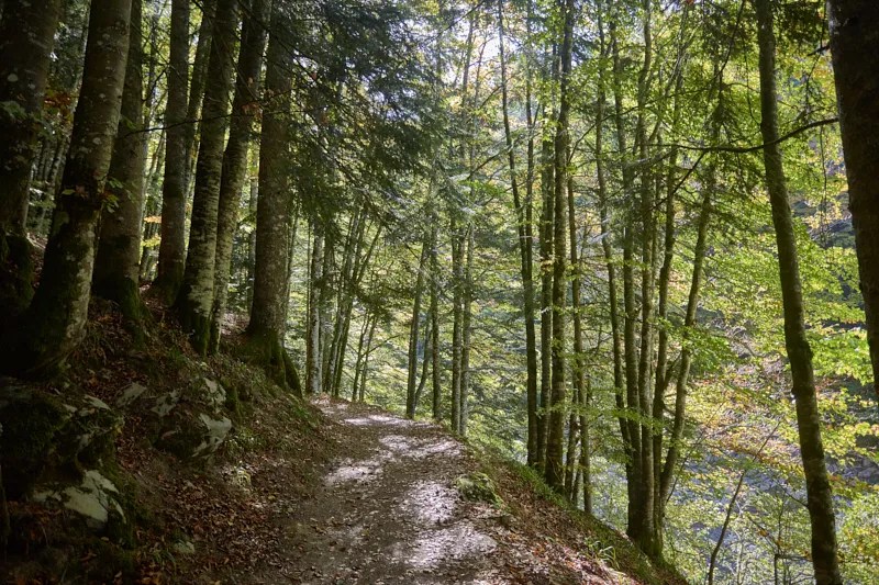 Sendero entre árboles antiguos en un bosque del Pirineo Navarro