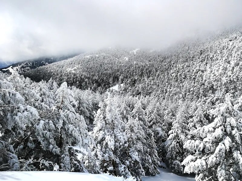 La selva de irati nevada en su pleno esplendor