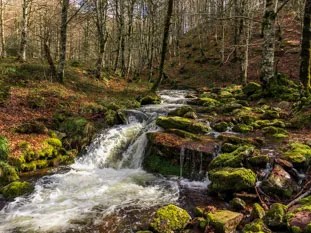 Forest stream flowing over mossy rocks amidst trees in early spring.
