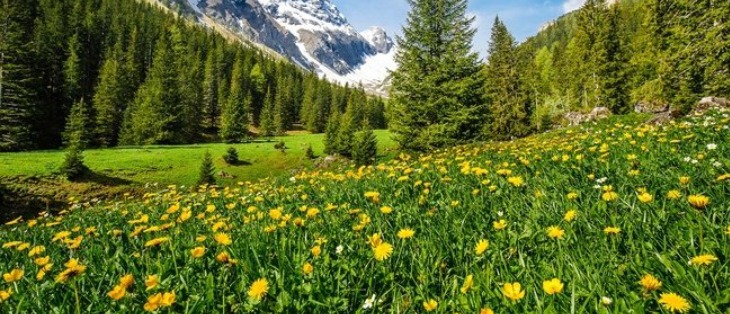 Primavera en el Pirineo navarro con pradera de flores amarillas y bosque de montaña